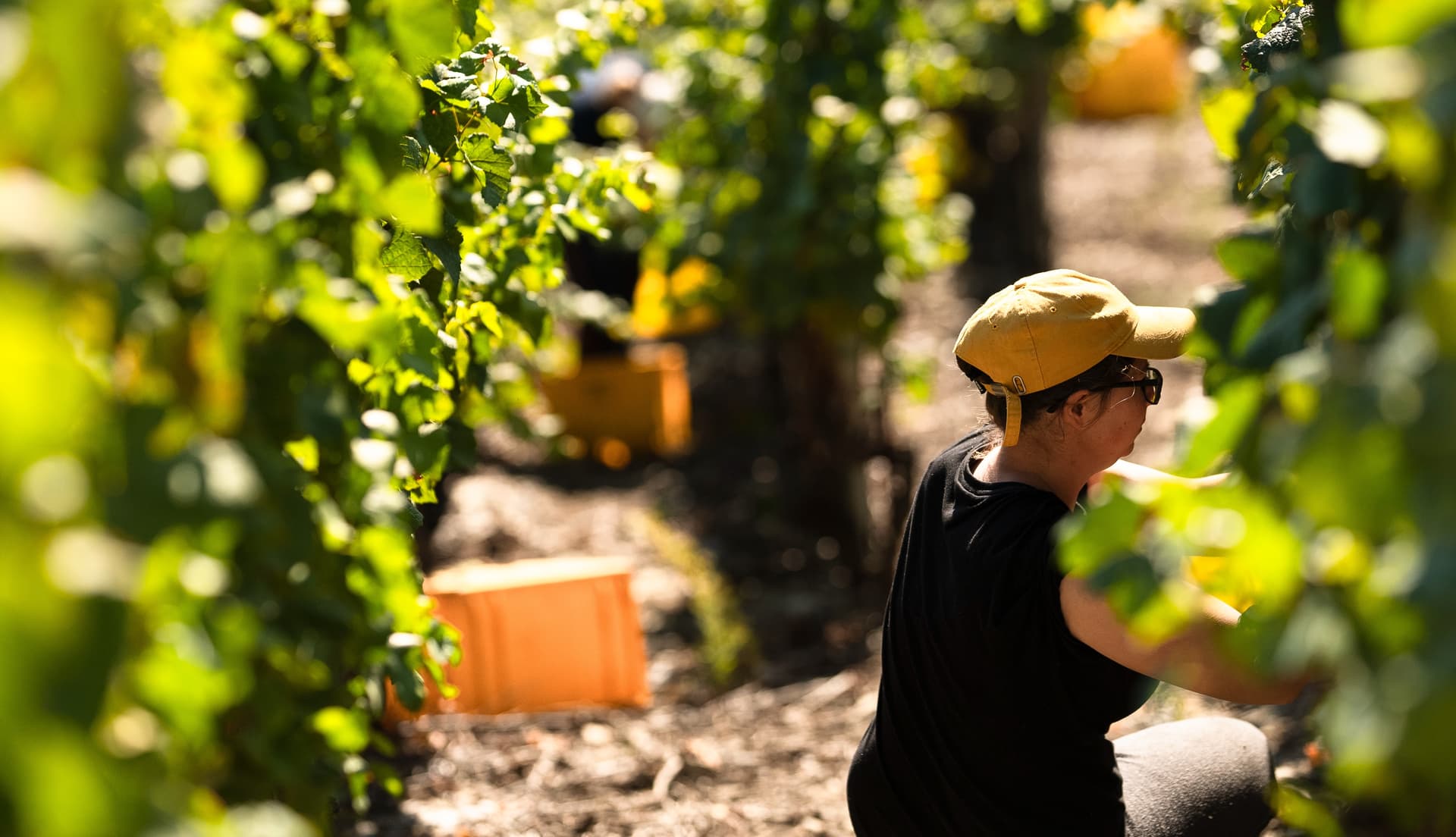 Wine Tasting at Albert Mathier & Sons