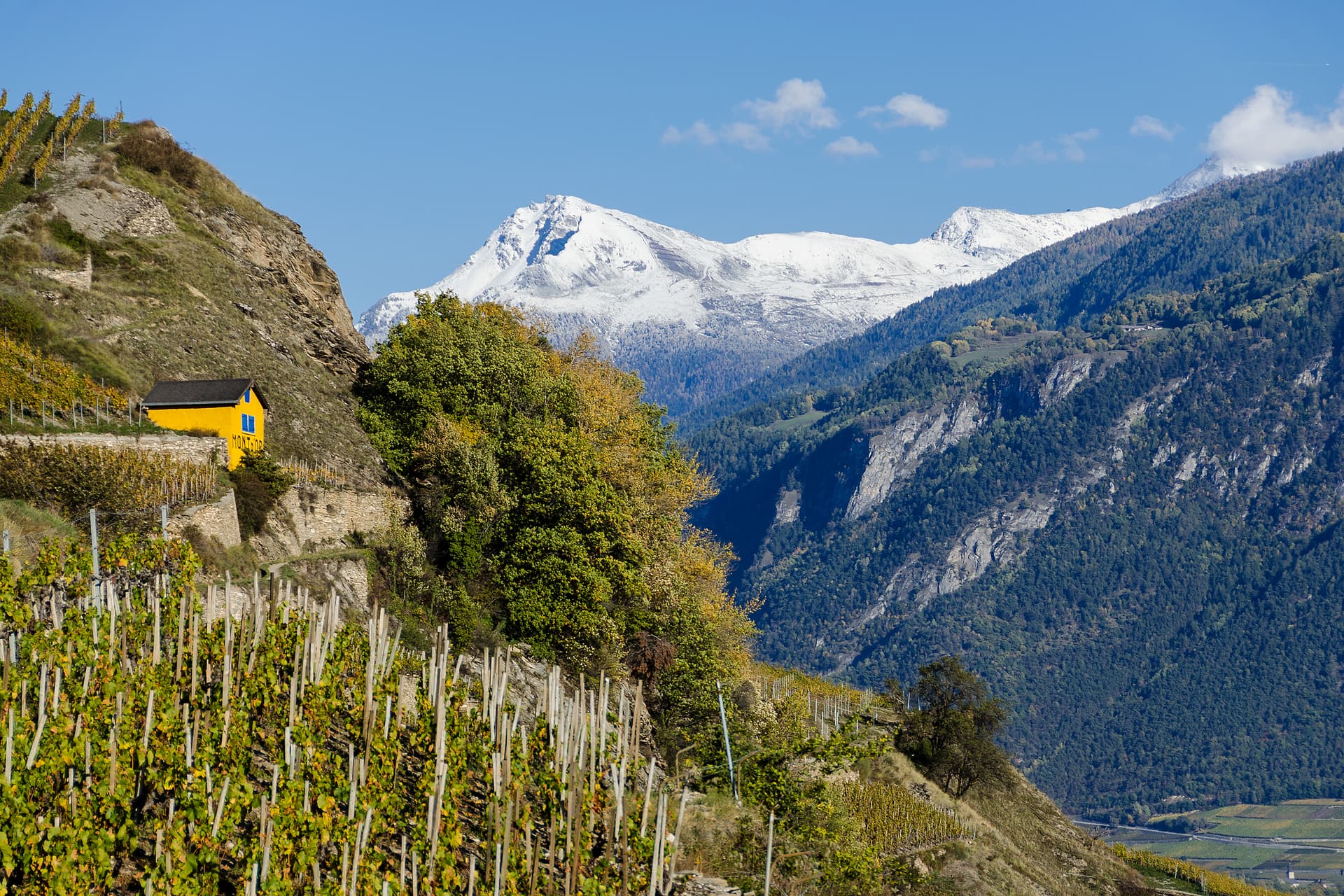 Wine Experience Tasting at Domaine du Mont d'Or