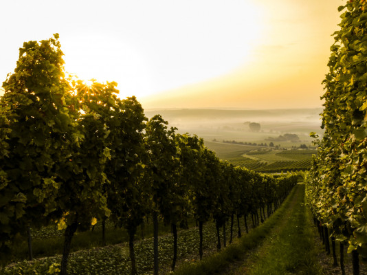 L'automne est la saison des vendanges. De vastes vignobles rayonnent de ravissants tons jaunes et ro 