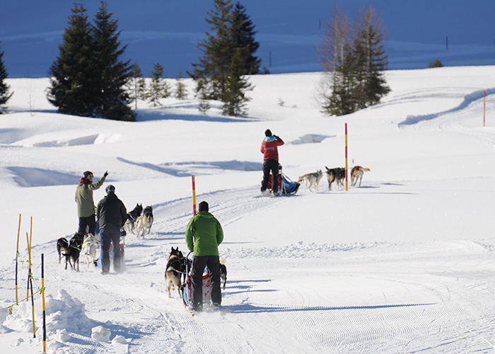 Hotels in Eastern Switzerland / Liechtenstein-Drive a dog sled yourself  In Flumserberg you will become a sledge dog driver yourself. An experienc